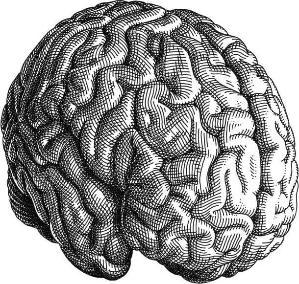 Ilustración a tinta de un cerebro humano visto desde el costado.