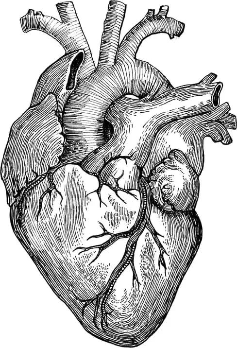 Ilustración a tinta de un corazón humano con arterias principales.