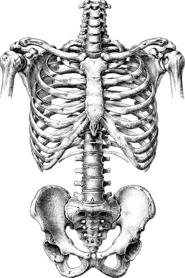 Ilustración a tinta del esqueleto humano: caja torácica, columna y pelvis.
